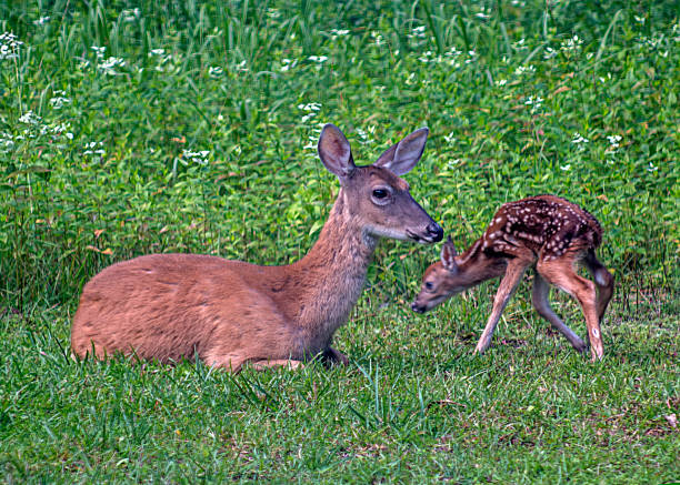 istock Fawn gets his Land Legs 1522994940