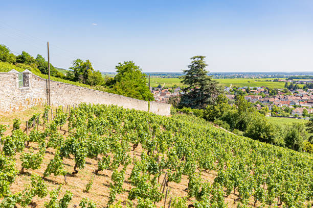istock Vines in Nuits-Saint-Georges. Vineyards in Nuits-Saint-Georges. 1522998538