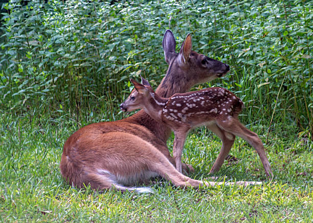istock Doe and Fawn Looking in Opposite Directions 1523000684