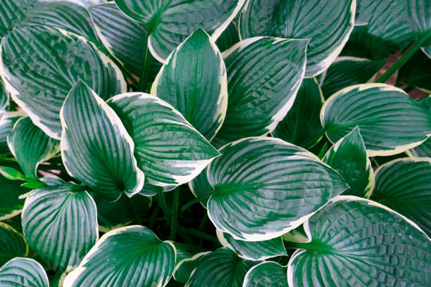 istock Dark Green and natural white lush leaf texture background. Hosta plant natural leaves pattern. 1523002651