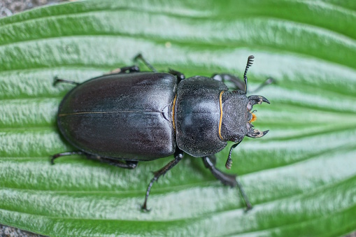 one big black brown beetle sits on a green leaf of a plant in summer nature