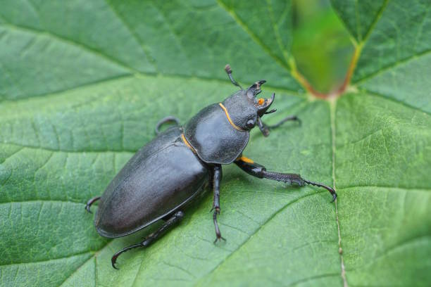 istock one big black brown beetle sits on a green leaf of a plant 1523029995