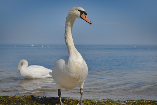 Close up of the white swan on the seashore with the blue color of sky in the background