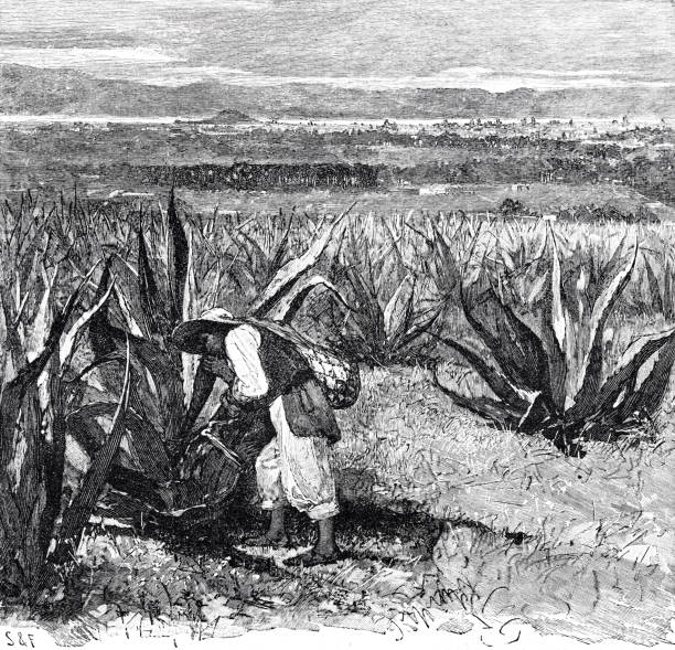 ilustraciones, imágenes clip art, dibujos animados e iconos de stock de cultivo de agave en el valle de méxico - 1884