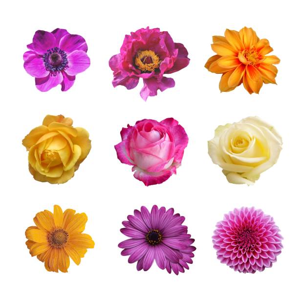 istock Set of beautiful flowers 1523059544