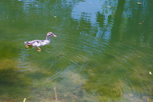 One duck swimming in a lake in South Florida.