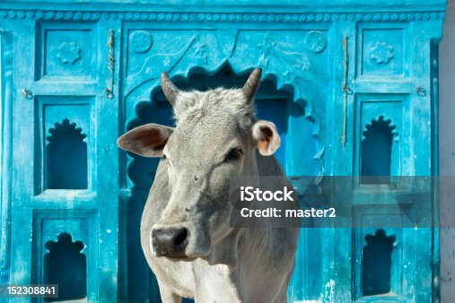 istock Indian holy cow 152308841