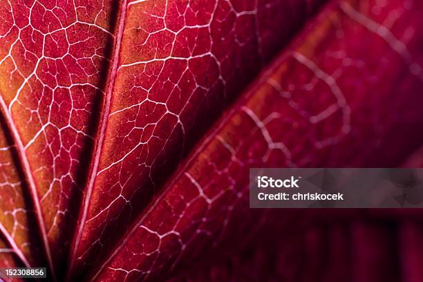 Roter Herbst Blatt Stockfoto und mehr Bilder von Ahornblatt - Ahornblatt, Bildschärfe, Blatt - Pflanzenbestandteile