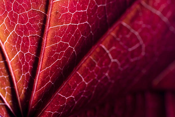 Rojo de otoño con hojas - foto de stock