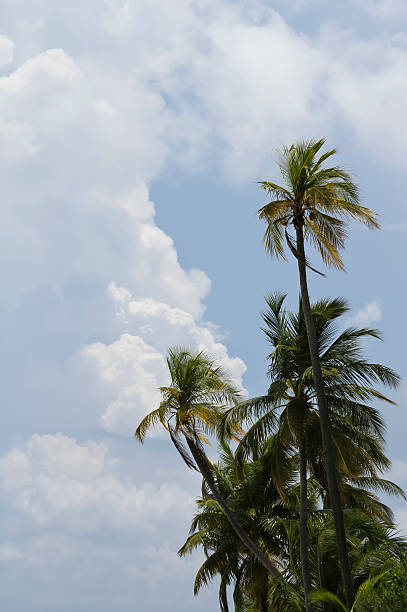 Storm on island Palm trees with dramatic sky in background meeru island photos stock pictures, royalty-free photos & images