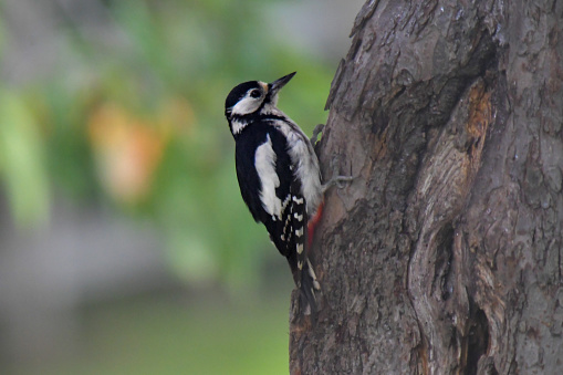 A beautiful lesser spotted woodpecker hanging on the tree trunk of an apple tree