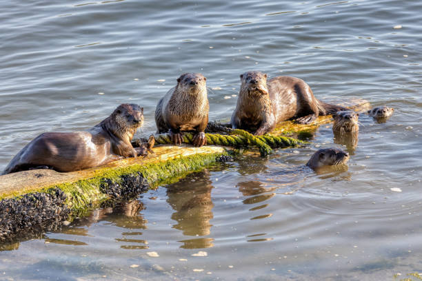 group of Sea otters, North Vancouver, BC, Canada