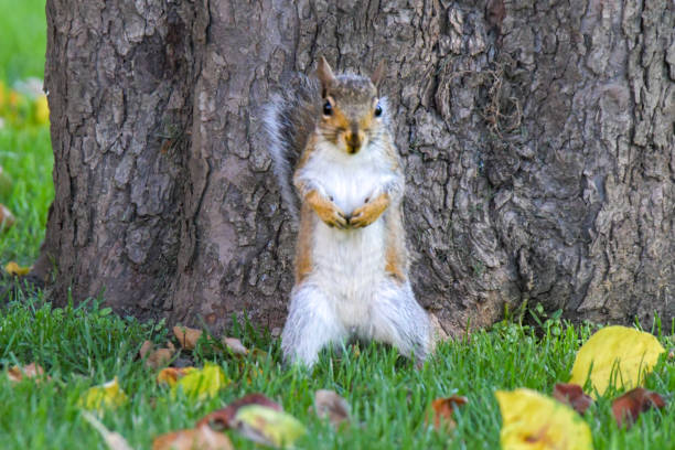 istock An Eastern grey, gray squirrel, Sciurus carolinensis, stand on its hind legs in front of an apple tree showing him furry white belly, comical pose 1523092046
