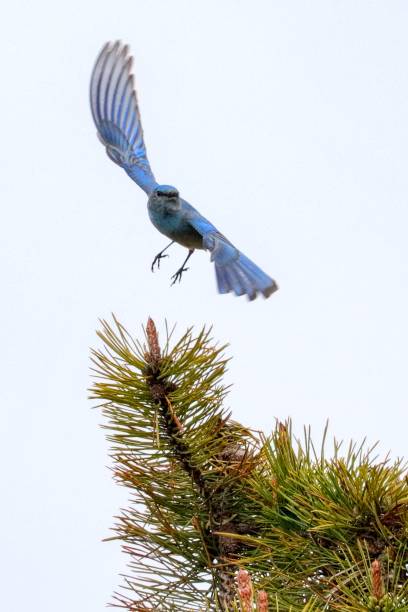 istock mountain bluebird in flight, Richmond, BC, Canada 1523093048