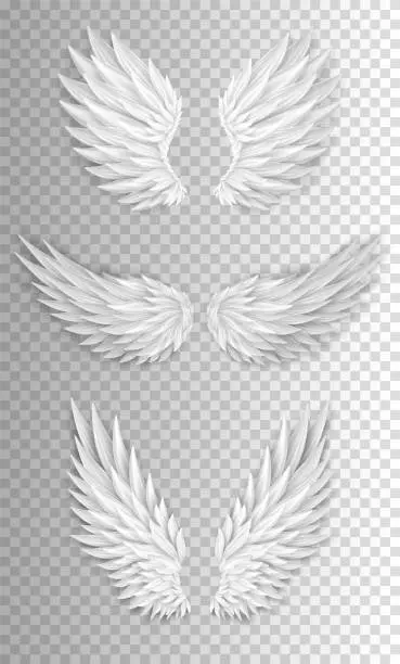 Vector illustration of Collection of three white angel wings isolated on transparent background