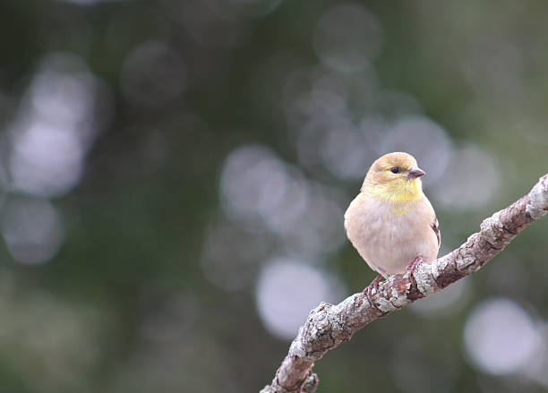 American Gold Finch stock photo