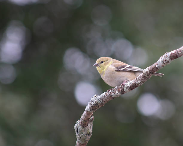 American Gold Finch stock photo