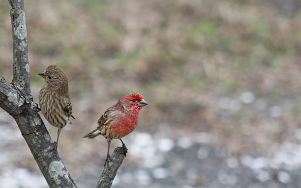 House Finches stock photo