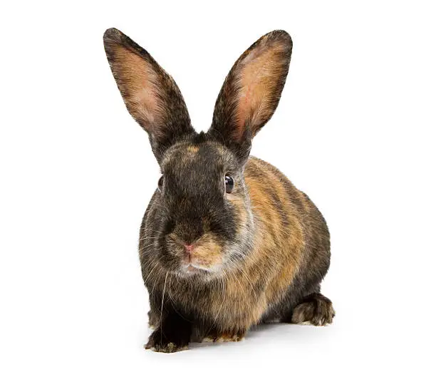 A harlequin mix breed rabbit isolated on white