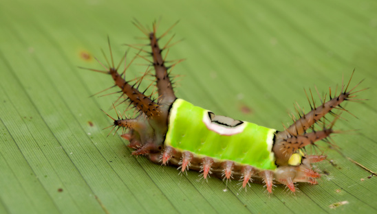 saddleback caterpillar (Acharia  Hyperoche), shot in Costa Rica.