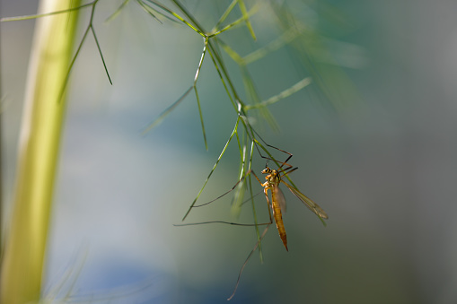 An insect similar to a crane fly hanging off the delicate strands of a dill plant, herb plants plant