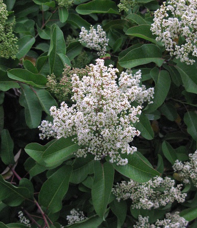Panicle of white flowers
