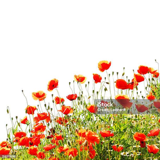 Red Poppies Isoliert Auf Weißem Hintergrund Stockfoto und mehr Bilder von Blume - Blume, Blumenbeet, Blumenbouqet