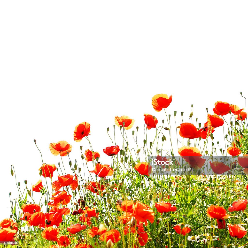 poppies rosso isolato su sfondo bianco - Foto stock royalty-free di Aiuola