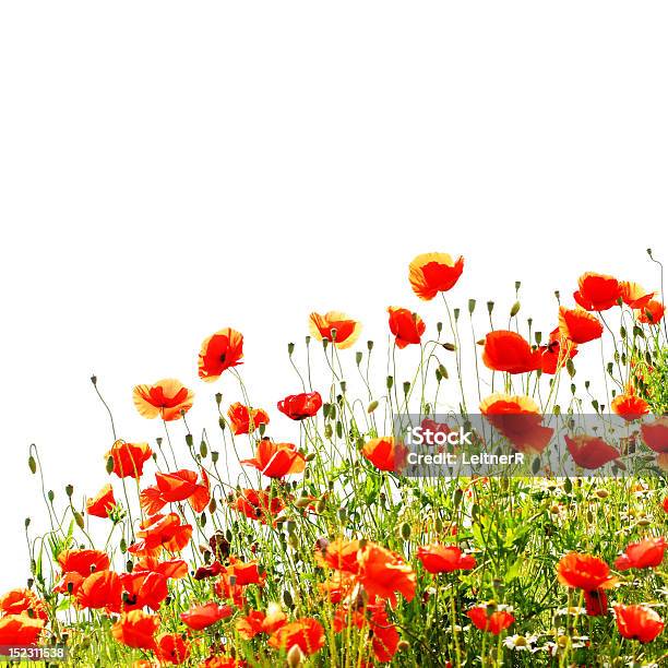 Poppies Rosso Isolato Su Sfondo Bianco - Fotografie stock e altre immagini di Aiuola - Aiuola, Ambientazione tranquilla, Bianco