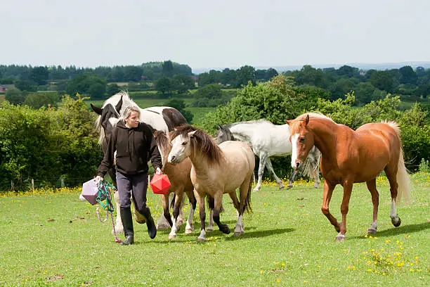 Photo of Sweets and treats follow me-girl leads group of horses