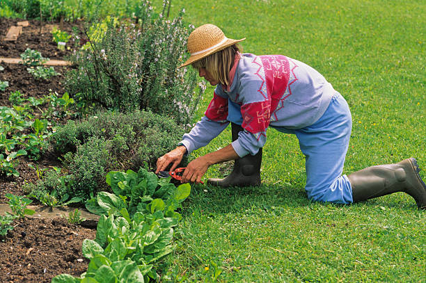 istock Cropping in the Vegetable Garden 152311689