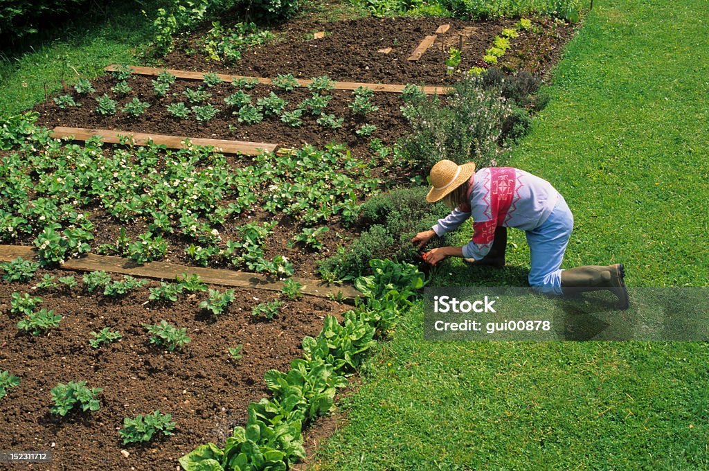 Przycinanie w Ogród warzywny - Zbiór zdjęć royalty-free (Jarzyna)