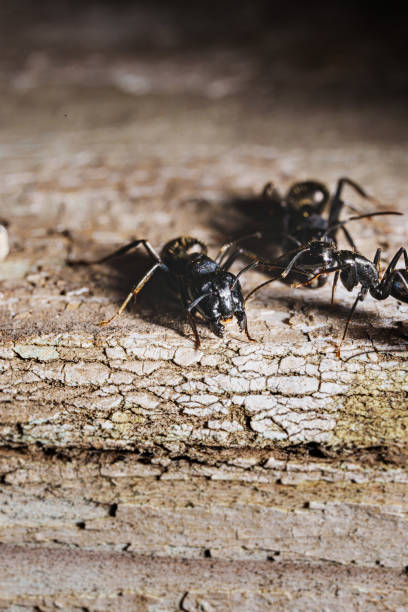 istock close-up. A black woodworm ant on the surface of a tree. 1523123830