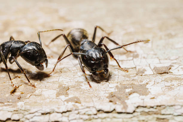 istock close-up. A black woodworm ant on the surface of a tree. 1523124866