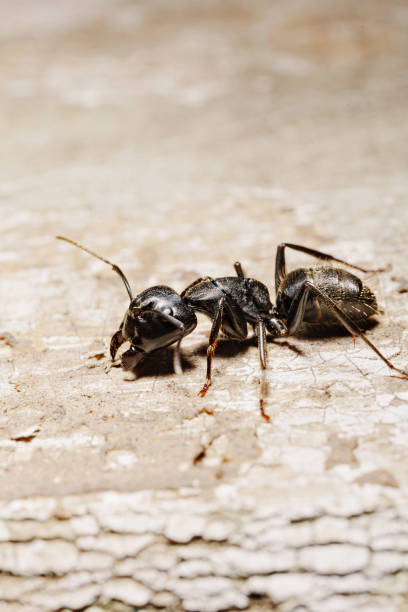 istock close-up. A black woodworm ant on the surface of a tree. 1523125911