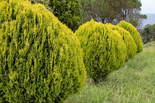 Platycladus orientalis or thuja orientalis Aurea Nana. Dwarf Golden Oriental Thuja plants in a row.