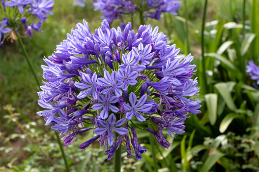Agapanthus praecox or common agapanthus umbel inflorescence closeup. Blue lily,African lily or lily of the Nile flowers.