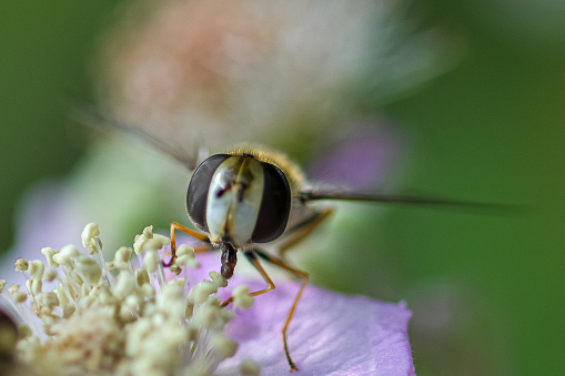 A bee withbrown wings and plenty of collected pollen on a white blossom