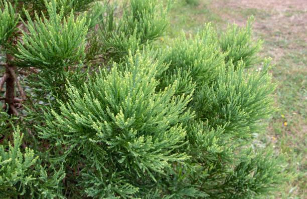 istock Sequoiadendron giganteum or giant sequoia foliage closeup 1523130563