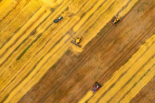 Aerial view of combine harvester agriculture machine harvesting golden ripe wheat field top view