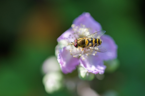 An overhead view of A black and yellow insect with purple eyes pollinating a blackberry flower with the summer sunshine glistening on its pink and white bloom