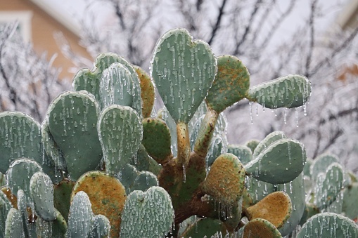 A strong winter storm left a layer of ice and icicles on a cactus.