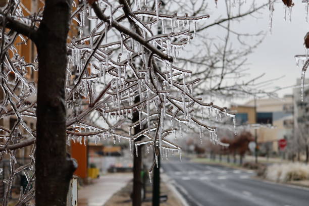 Tree Covered with Icicles on City Street