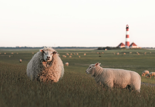 sheep and a lamb are standing in the tall grass next to Westerheversand Lighthouse