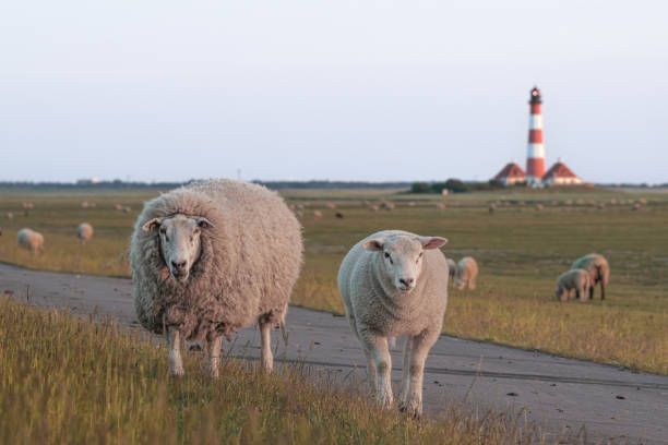 istock sheep and a lamb are standing in the tall grass 1523190592