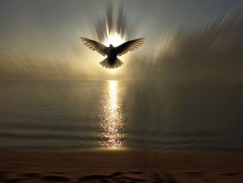 Silhouette of spiritual pigeon bird flying over the sea with light of heaven reflection on the water. Christianity symbol of Holy Spirit. Blessing of God concept. Copy space.