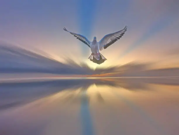 Pigeon flying over the sea on background of colorful sunset or sunrise sky cloud, with blur motion digital effect and the water reflection. Spiritual and inspirational backgrounds. Religious symbol with light and bird.