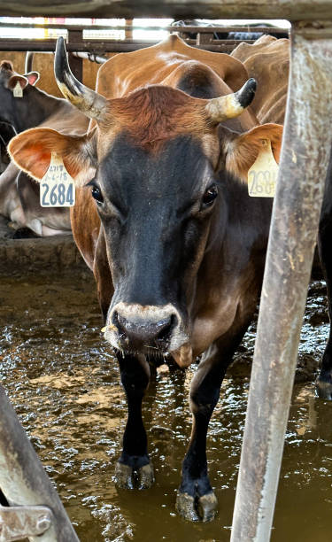 istock Guernsey Cow at Dairy Farm 1523228822