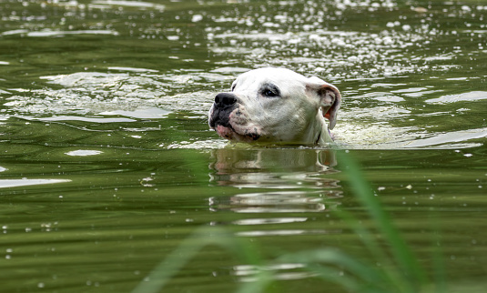 white dog (Dogo Argentino) swimming in the lake.