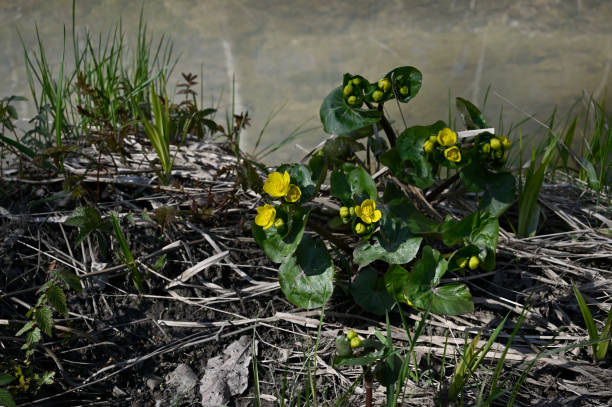 Cтоковое фото Цветение календулы болотной весной